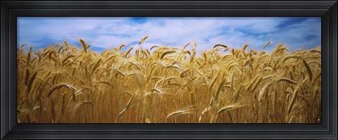 Framed Wheat crop growing in a field, Palouse Country, Washington State Print