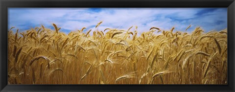 Framed Wheat crop growing in a field, Palouse Country, Washington State Print