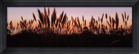 Framed Silhouette of grass in a field at dusk, Big Sur, California, USA Print