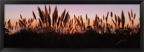 Framed Silhouette of grass in a field at dusk, Big Sur, California, USA Print