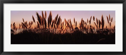 Framed Silhouette of grass in a field at dusk, Big Sur, California, USA Print