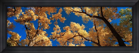 Framed Low angle view of cottonwood tree, Canyon De Chelly, Arizona, USA Print