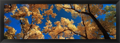 Framed Low angle view of cottonwood tree, Canyon De Chelly, Arizona, USA Print