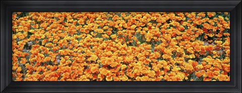 Framed High angle view of California Golden Poppies, Antelope Valley California Poppy Reserve, California, USA Print