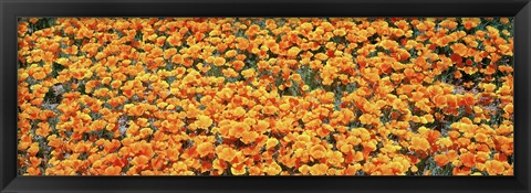 Framed High angle view of California Golden Poppies, Antelope Valley California Poppy Reserve, California, USA Print