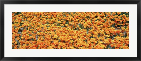 Framed High angle view of California Golden Poppies, Antelope Valley California Poppy Reserve, California, USA Print