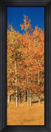 Framed Aspen Trees, Lee Vining, California Print