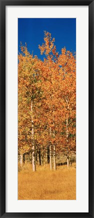 Framed Aspen Trees, Lee Vining, California Print