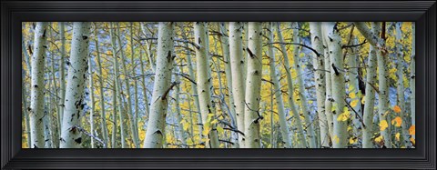 Framed Aspen trees in Spring, Rock Creek Lake, California Print