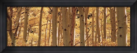 Framed Aspen trees in Autumn, Rock Creek Lake, California Print