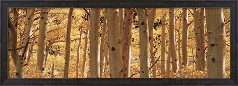 Framed Aspen trees in Autumn, Rock Creek Lake, California Print