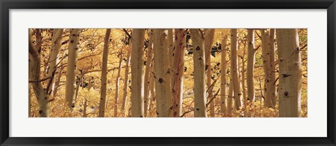 Framed Aspen trees in Autumn, Rock Creek Lake, California Print