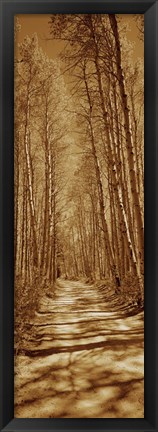 Framed Trees along a road, Log Cabin Gold Mine, Eastern Sierra, Californian Sierra Nevada, California, USA Print