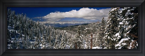 Framed Snow covered pine trees in a forest with a lake in the background, Lake Tahoe, California, USA Print