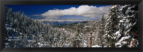 Framed Snow covered pine trees in a forest with a lake in the background, Lake Tahoe, California, USA Print