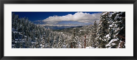 Framed Snow covered pine trees in a forest with a lake in the background, Lake Tahoe, California, USA Print