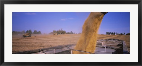 Framed Soybeans harvesting, Minnesota Print