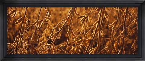 Framed Close-up of ripe soybeans, Minnesota, USA Print