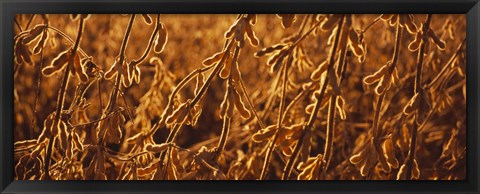 Framed Close-up of ripe soybeans, Minnesota, USA Print