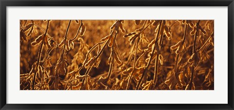 Framed Close-up of ripe soybeans, Minnesota, USA Print