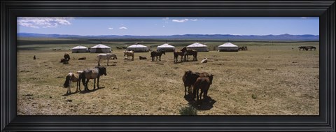 Framed Group of horses and yurts in a field, Independent Mongolia Print