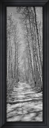 Framed Trees along a road, Log Cabin Gold Mine, Eastern Sierra, Californian Sierra Nevada, California (black and white) Print