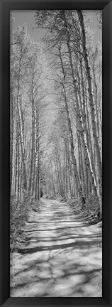 Framed Trees along a road, Log Cabin Gold Mine, Eastern Sierra, Californian Sierra Nevada, California (black and white) Print