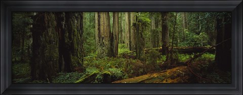 Framed Hoh Rainforest Trees, Olympic National Park Print