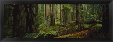 Framed Hoh Rainforest Trees, Olympic National Park Print