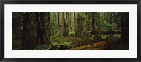 Framed Hoh Rainforest Trees, Olympic National Park Print