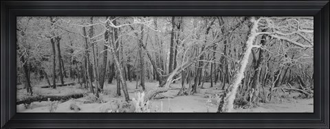 Framed Snow Covered Trees in Alberta, Canada Print