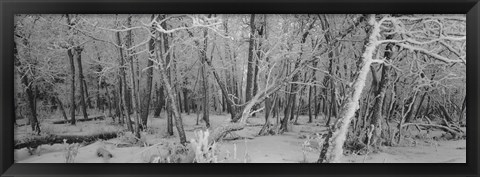 Framed Snow Covered Trees in Alberta, Canada Print