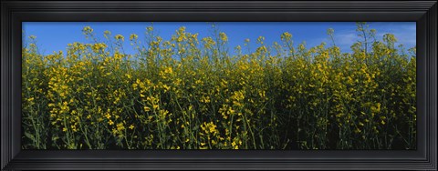 Framed Canola Flower Field in Edmonton Print