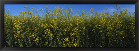Framed Canola Flower Field in Edmonton Print