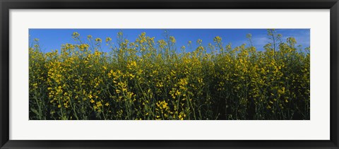 Framed Canola Flower Field in Edmonton Print