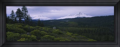 Framed Manzanita Trees in Deschutes National Forest Print
