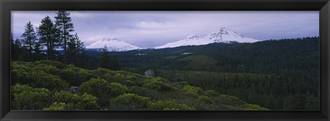 Framed Manzanita Trees in Deschutes National Forest Print