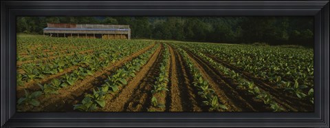 Framed Tobacco Field in North Carolina Print