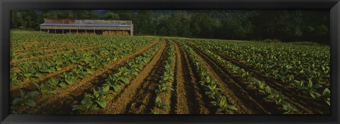 Framed Tobacco Field in North Carolina Print