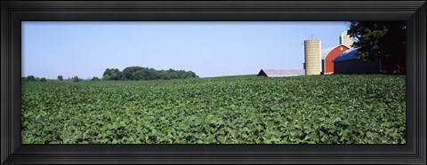 Framed Soybean Field and Barn in Kent County Print