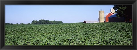 Framed Soybean Field and Barn in Kent County Print