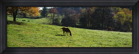 Framed Grazing Horses in Kent County Print
