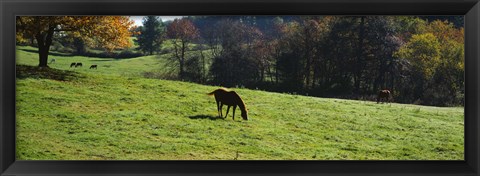 Framed Grazing Horses in Kent County Print