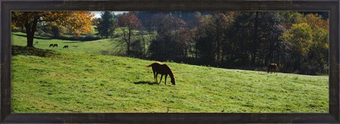 Framed Grazing Horses in Kent County Print