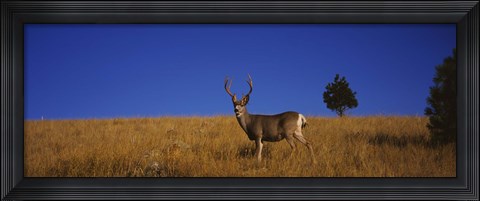 Framed Mule Deer in Field Print