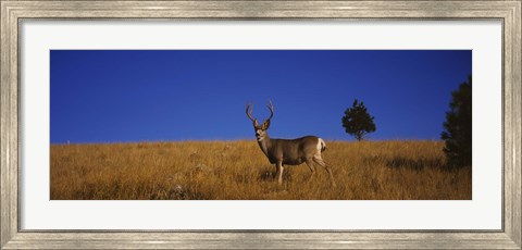 Framed Mule Deer in Field Print