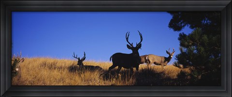 Framed Mule Deer Print