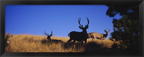 Framed Mule Deer Print