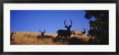 Framed Mule Deer Print