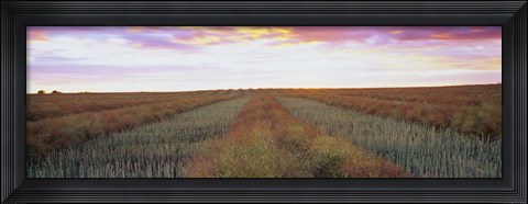 Framed Canola crop in a field, Edmonton, Alberta, Canada Print